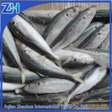 frozen round scad fish mackerel origin China